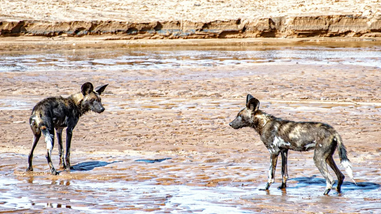 El Karama Wildlife Conservancy