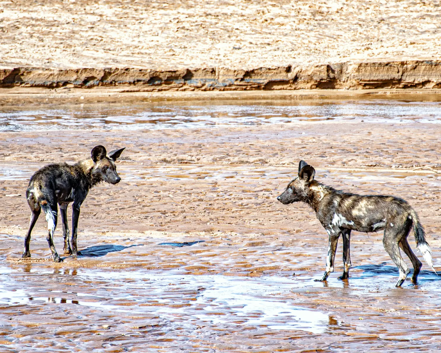 Laikipia Wildlife Conservancies