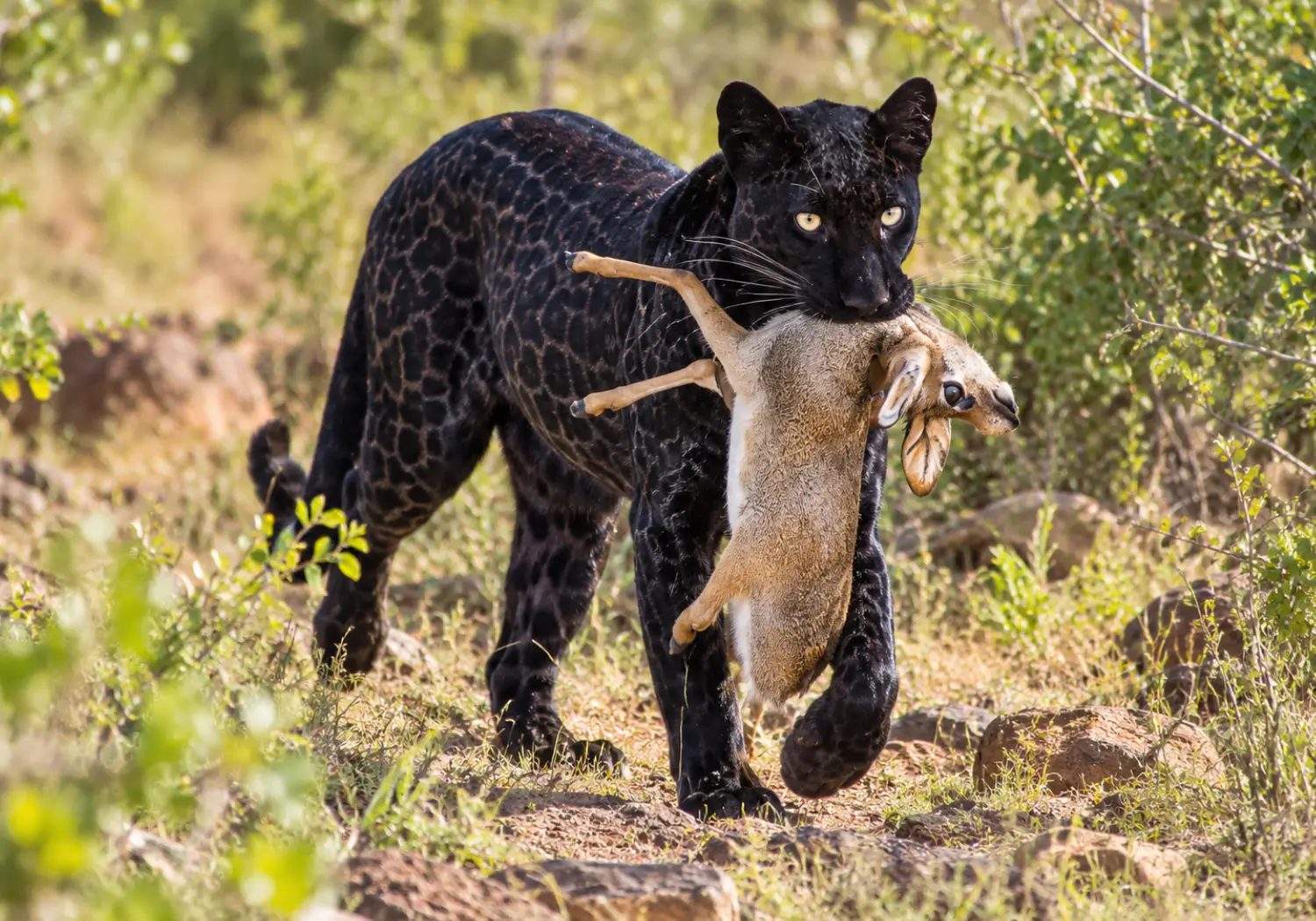 Black Leopard in Kenya cover