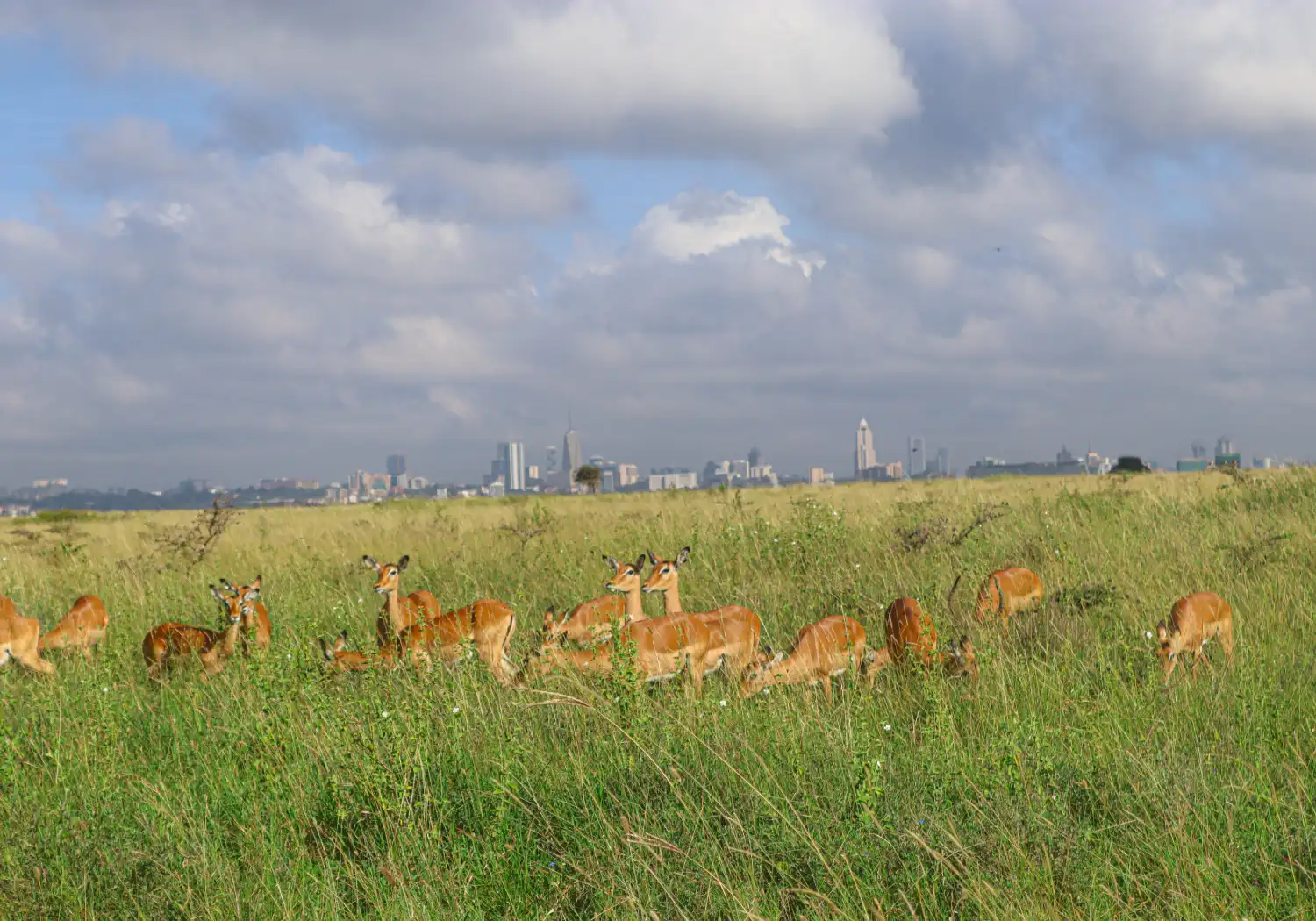 Nairobi National Park Safari: Complete Guide for 2026, 2027 & 2028 cover