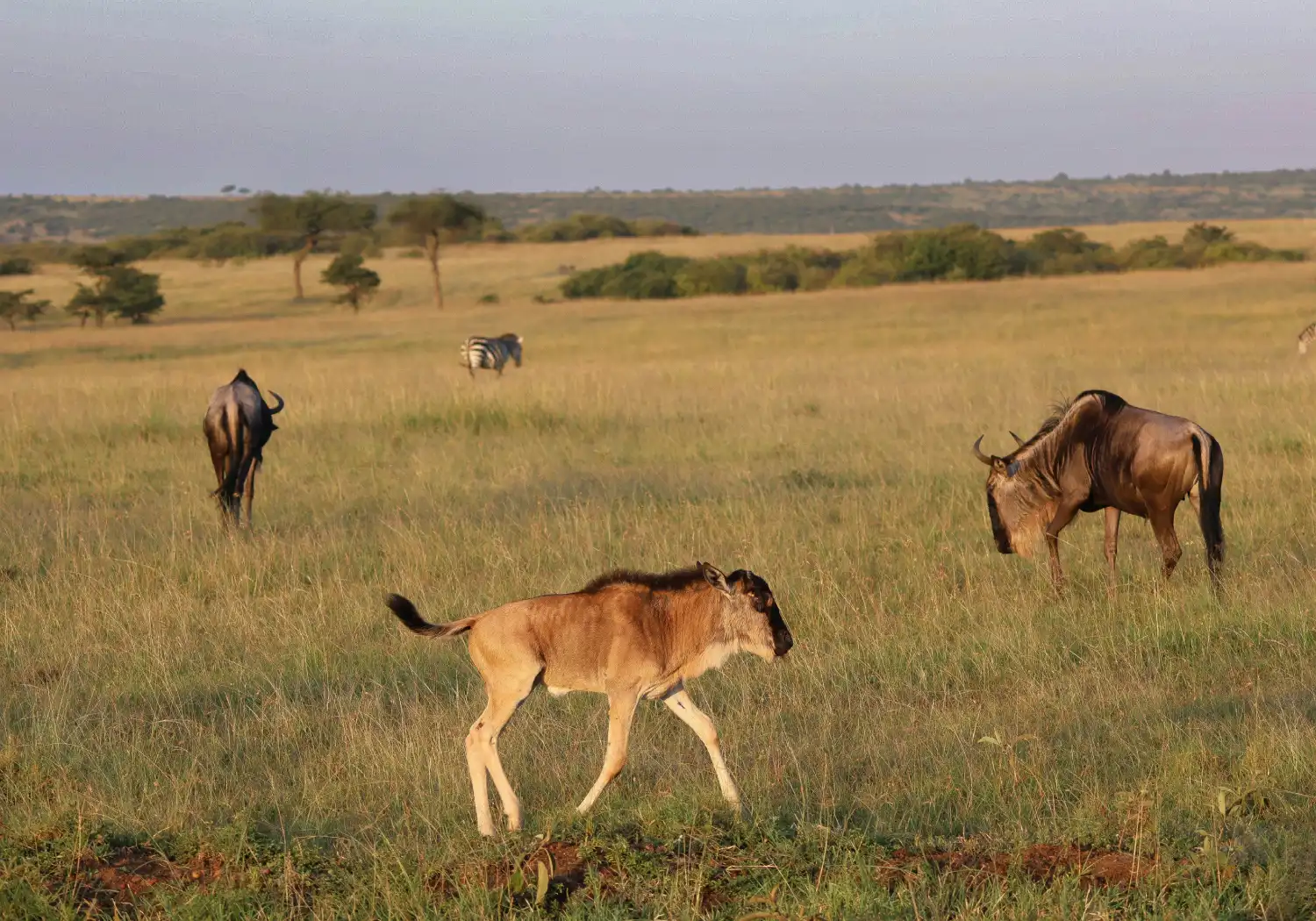 Calving Season In Kenya cover