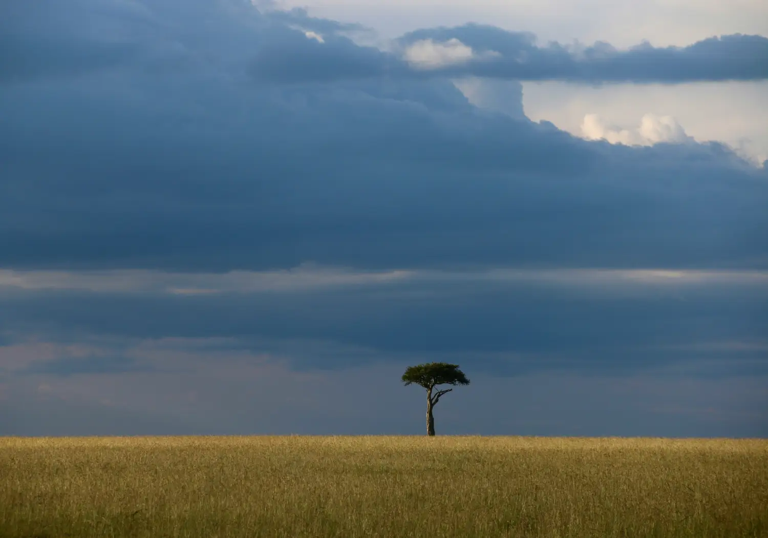 Can I Do a Kenya Safari During the Rainy Season cover