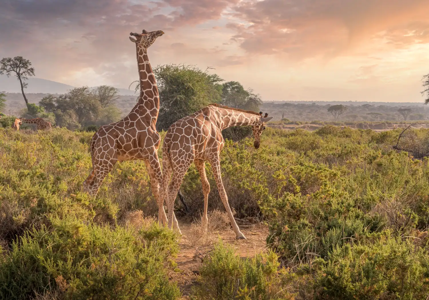 Kenya Special Five Animals: Where to See Them on Safari cover