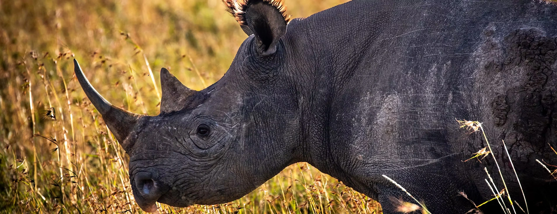 Segera Conservancy