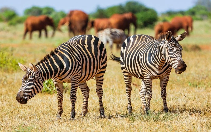 South Kitui National Reserve