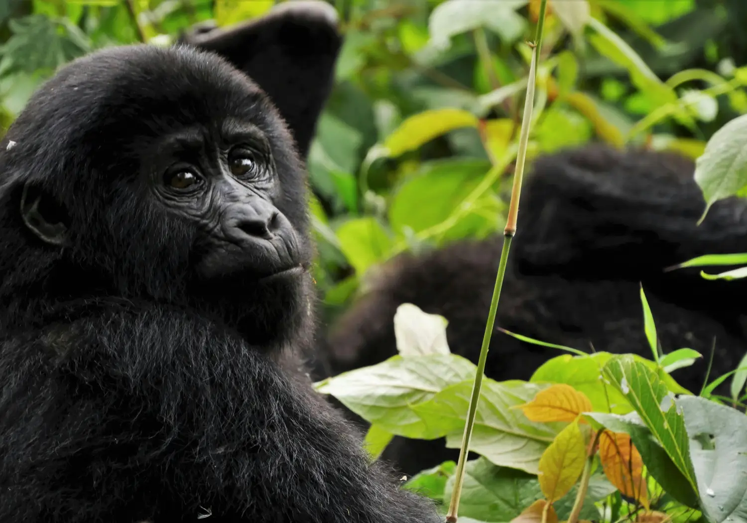 Bwindi Impenetrable National Park