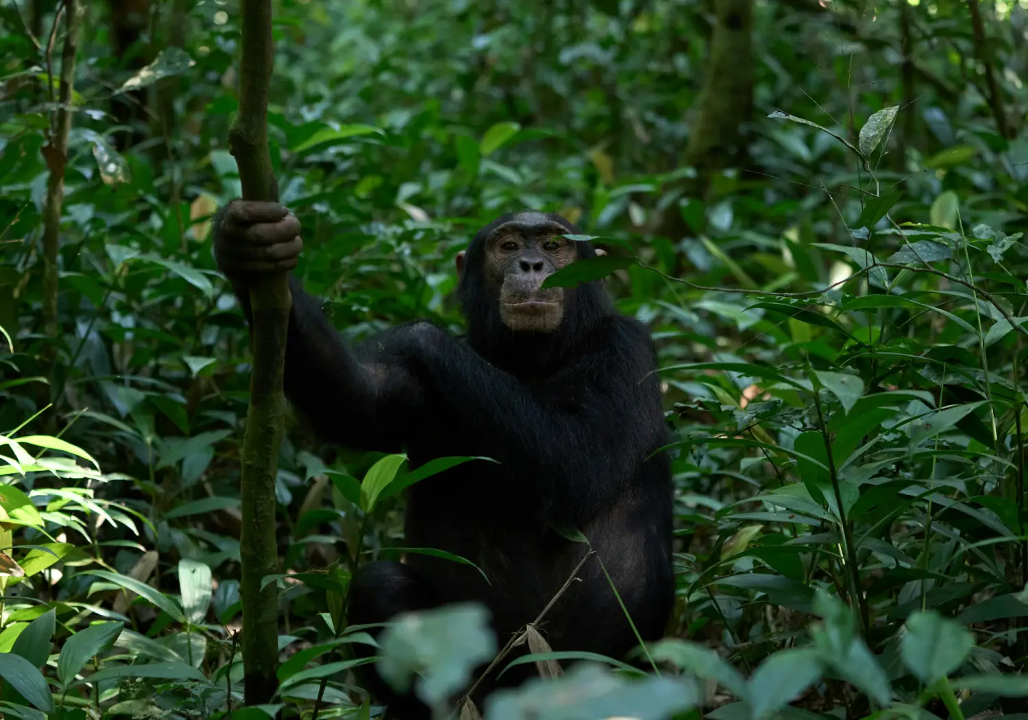 Kibale National Park