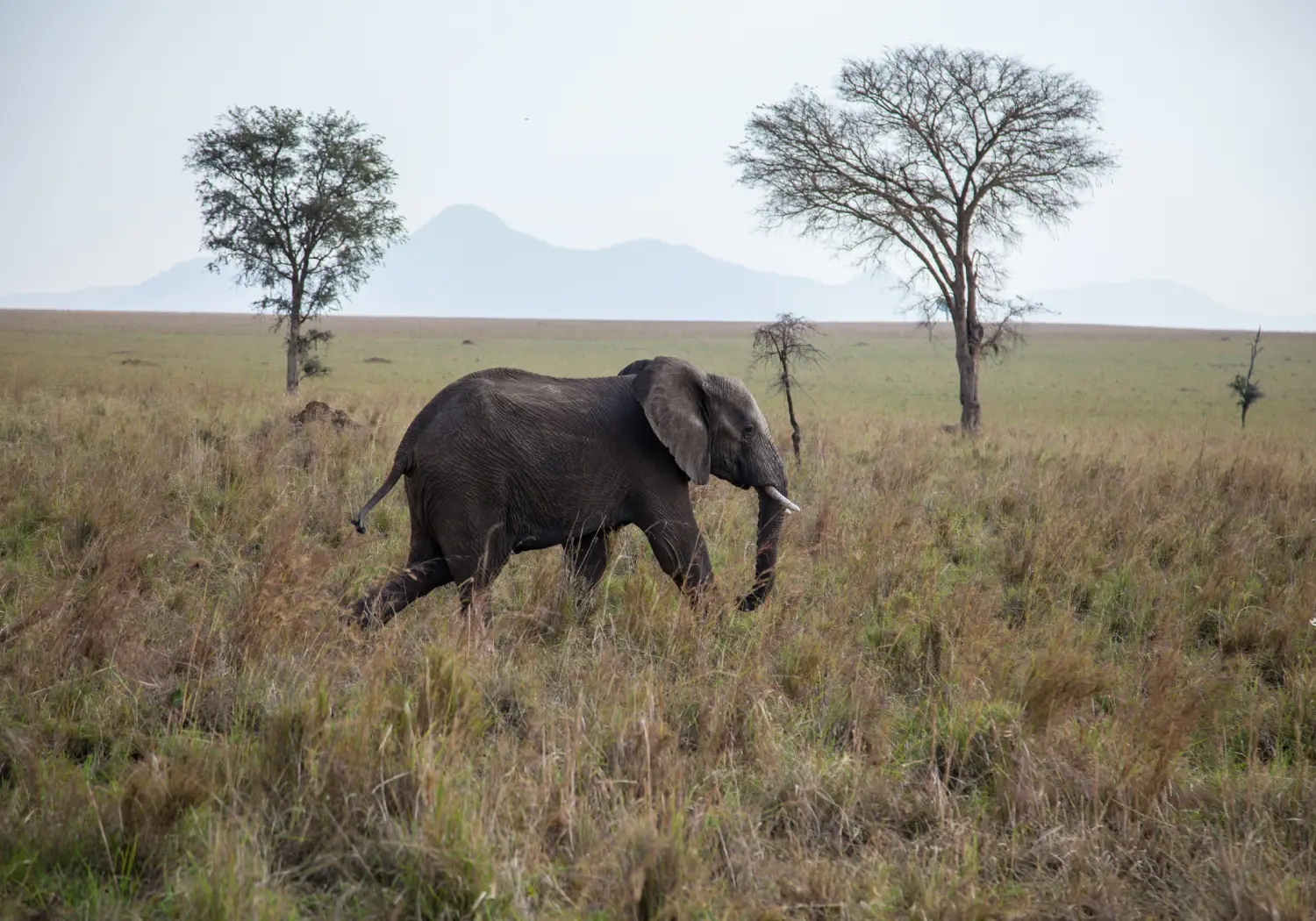 Kidepo Valley National Park