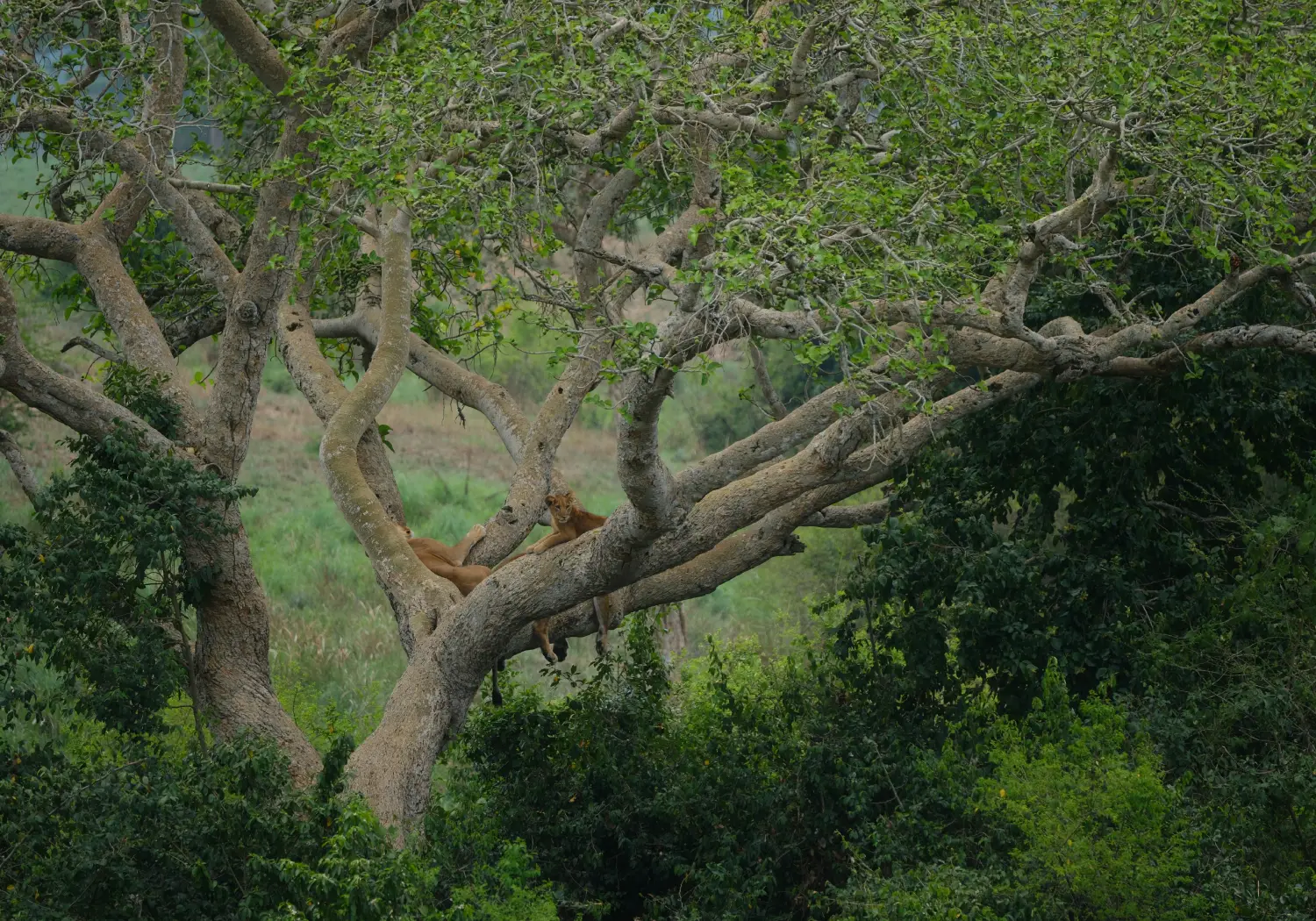 Queen Elizabeth National Park