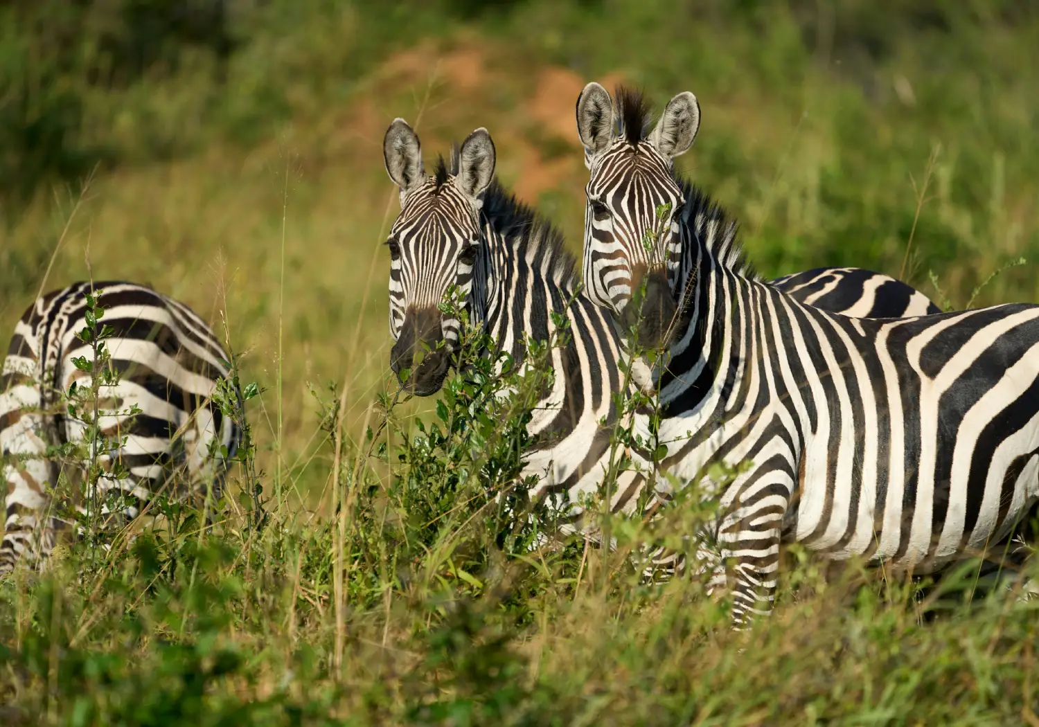 Lake Mburo National Park