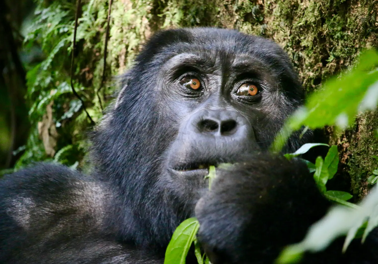 Mgahinga Gorilla National Park