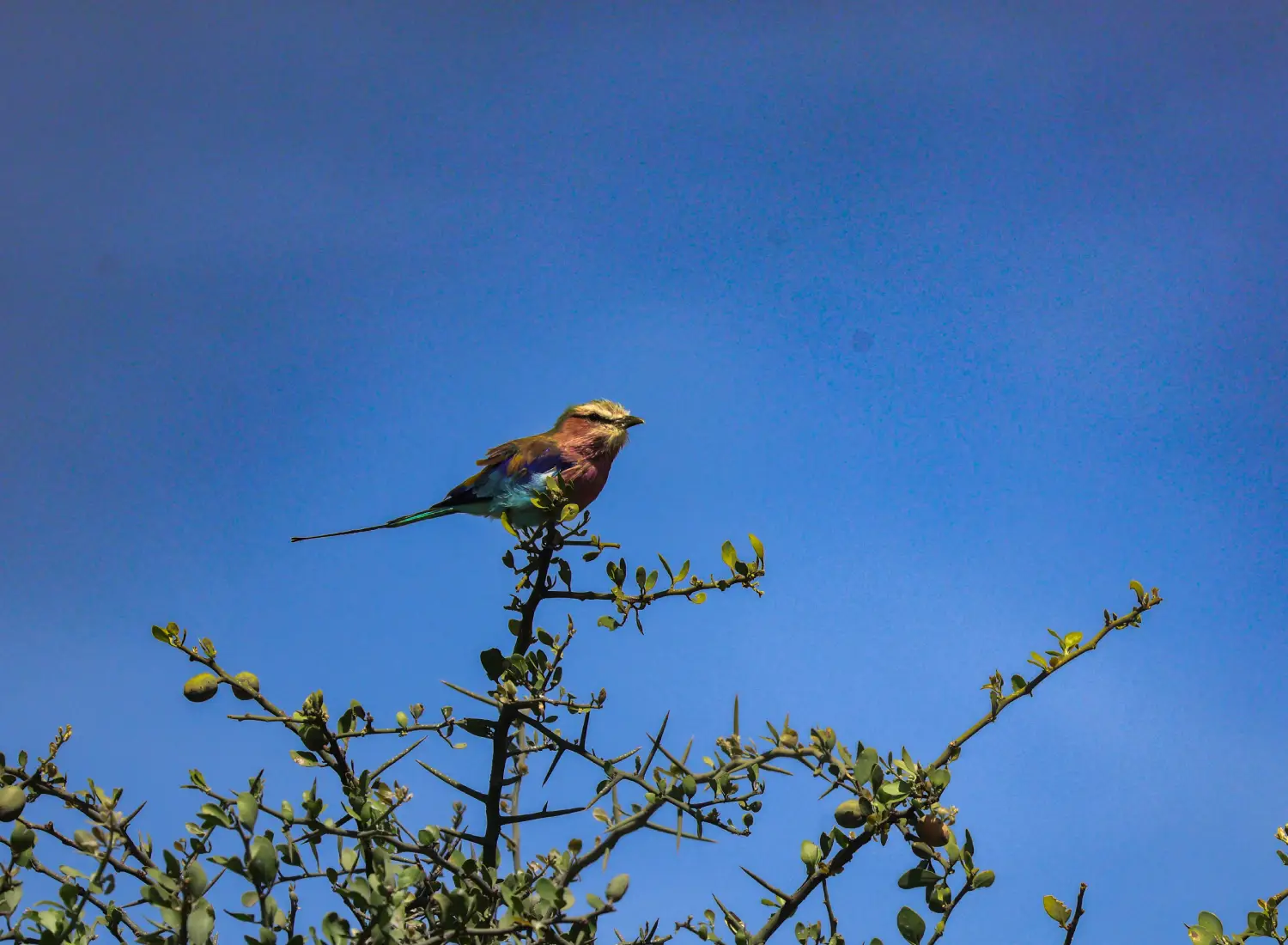 Naibunga Conservancy