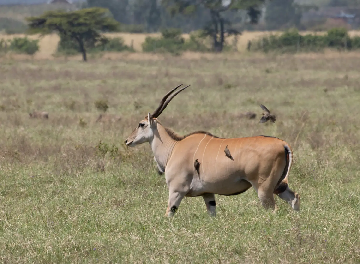 Sangare Conservancy
