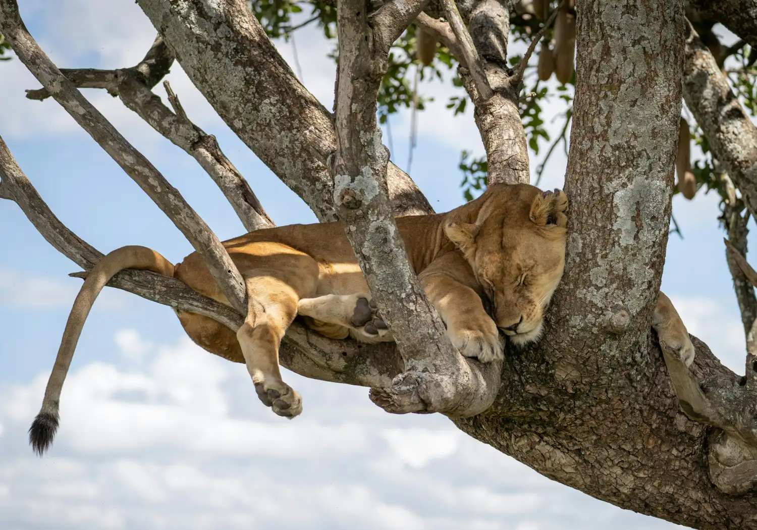 Serengeti National Park