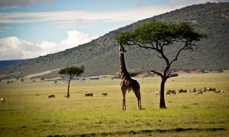Ol Choro Oiroua Conservancy