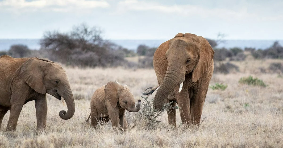 Ol Jogi Conservancy