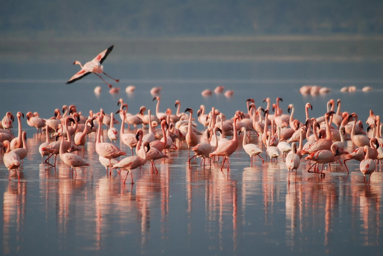 Birding Safaris in Kenya