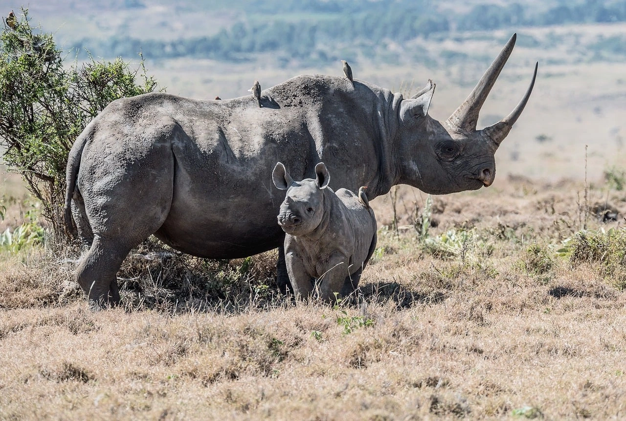 Conservation Based Safaris in Kenya