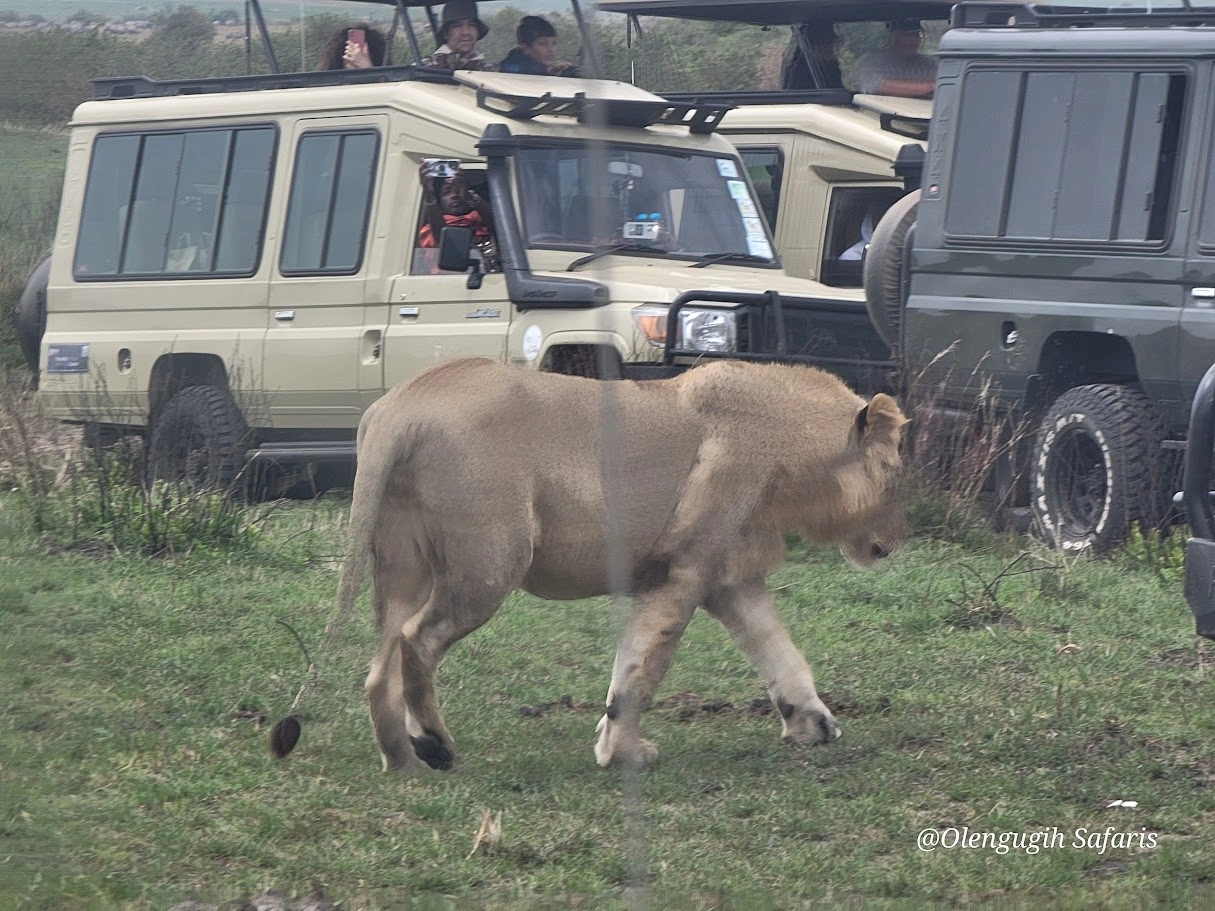 Group Joining Safaris safari cover