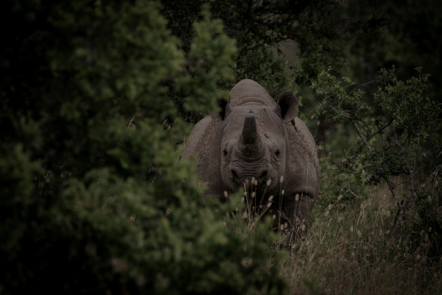Arijiju Retreat, Laikipia 5