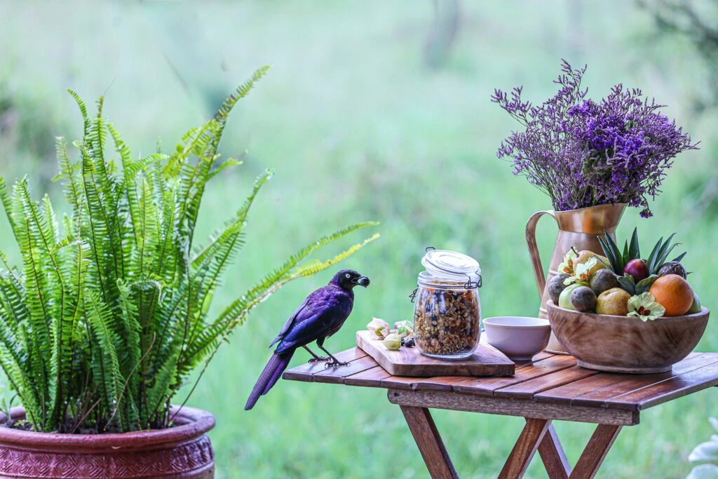 Kicheche Dining Granola long tailed starling