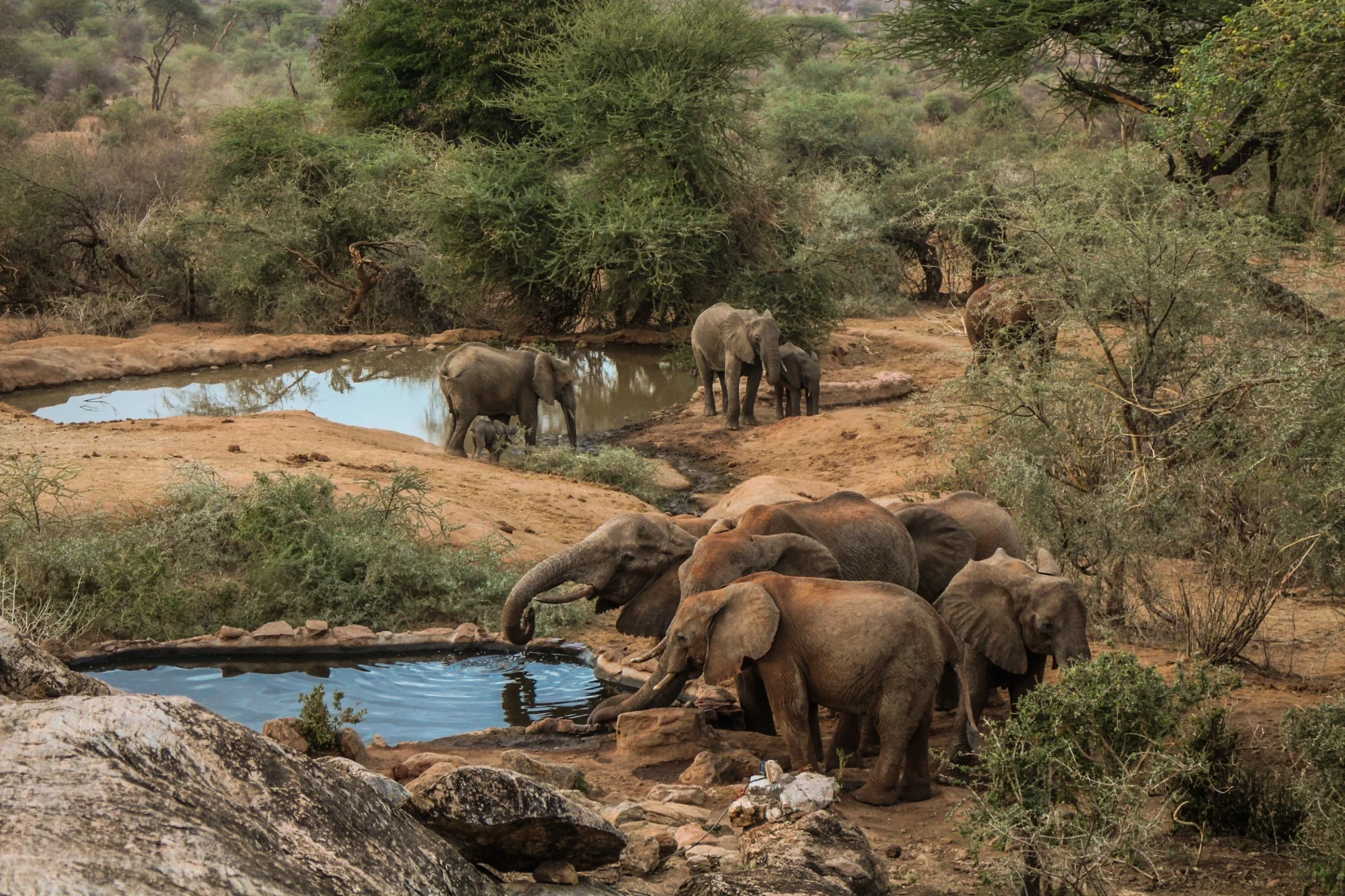 Elephants and waterhole at Sarara Camp ecolodge and safaris in Northern Kenya.