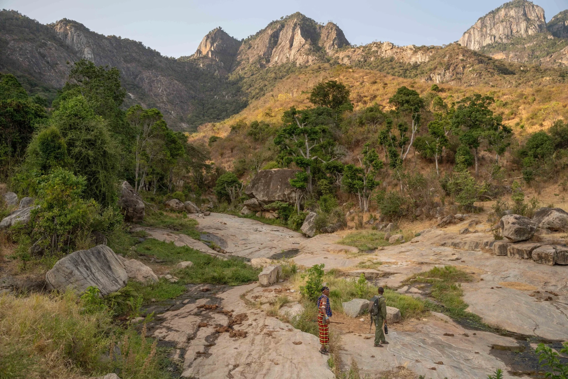 Guided hikes to see ancient cycads