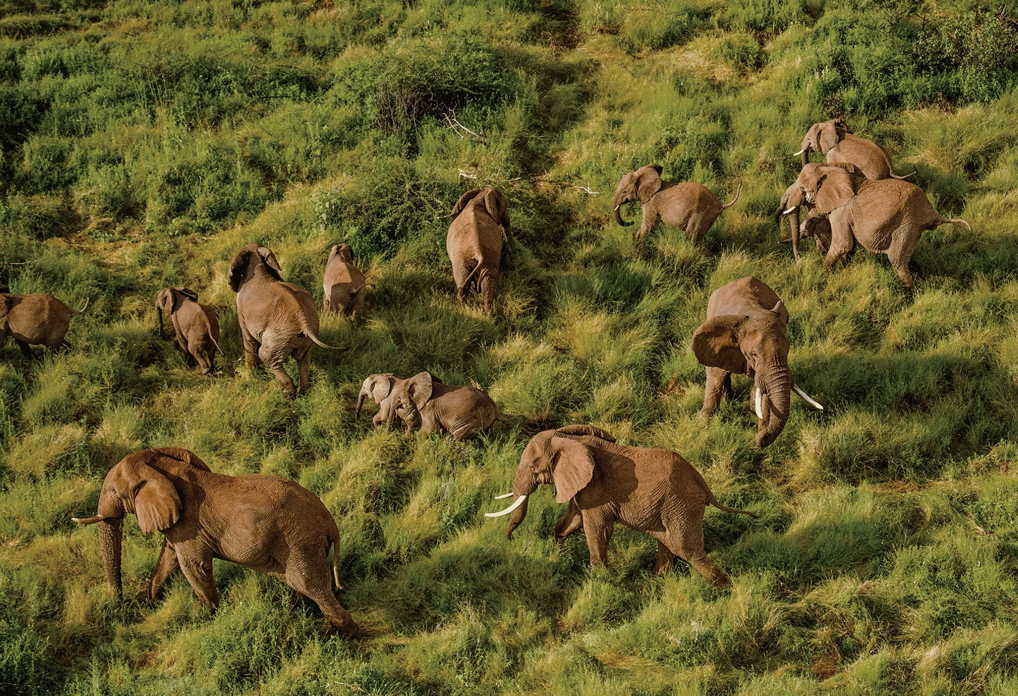 Herd of elephants at Sarara by Ami Vitale