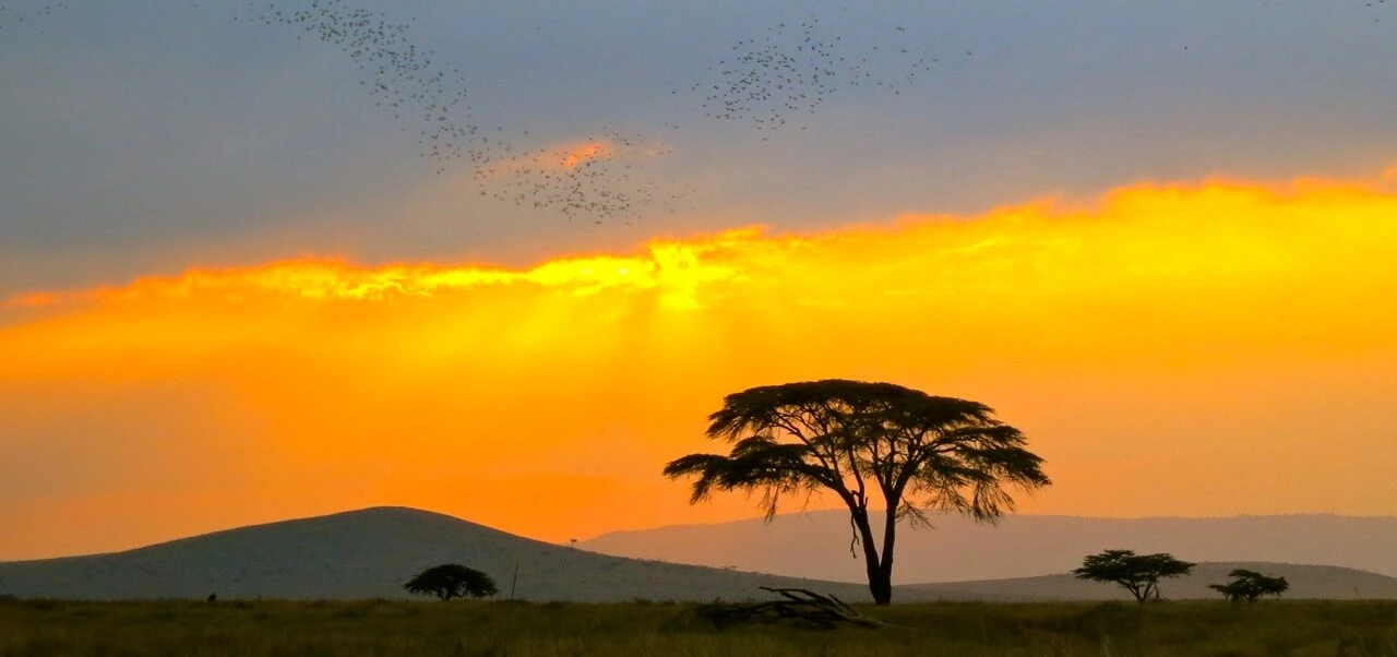 Sirikoi | Lewa Wildlife Conservancy | Kenya Safari Lodge