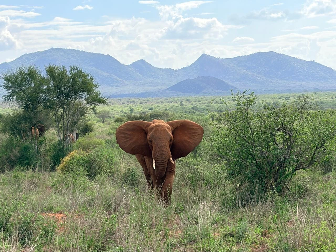 Tsavo West National Park