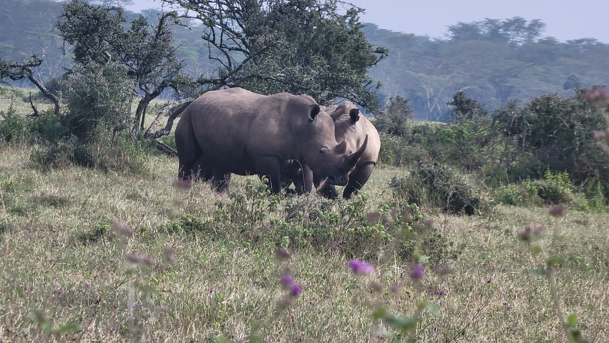 4 Day Masai Mara and Lake Nakuru Rhino Safari Kenya
