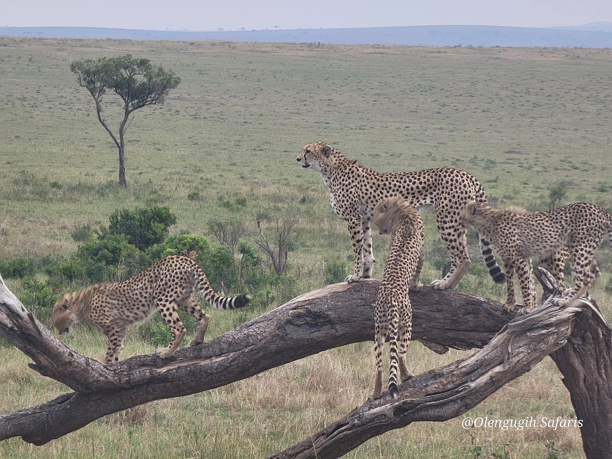 3 Day Romantic Masai Mara Honeymoon Escape for Couples