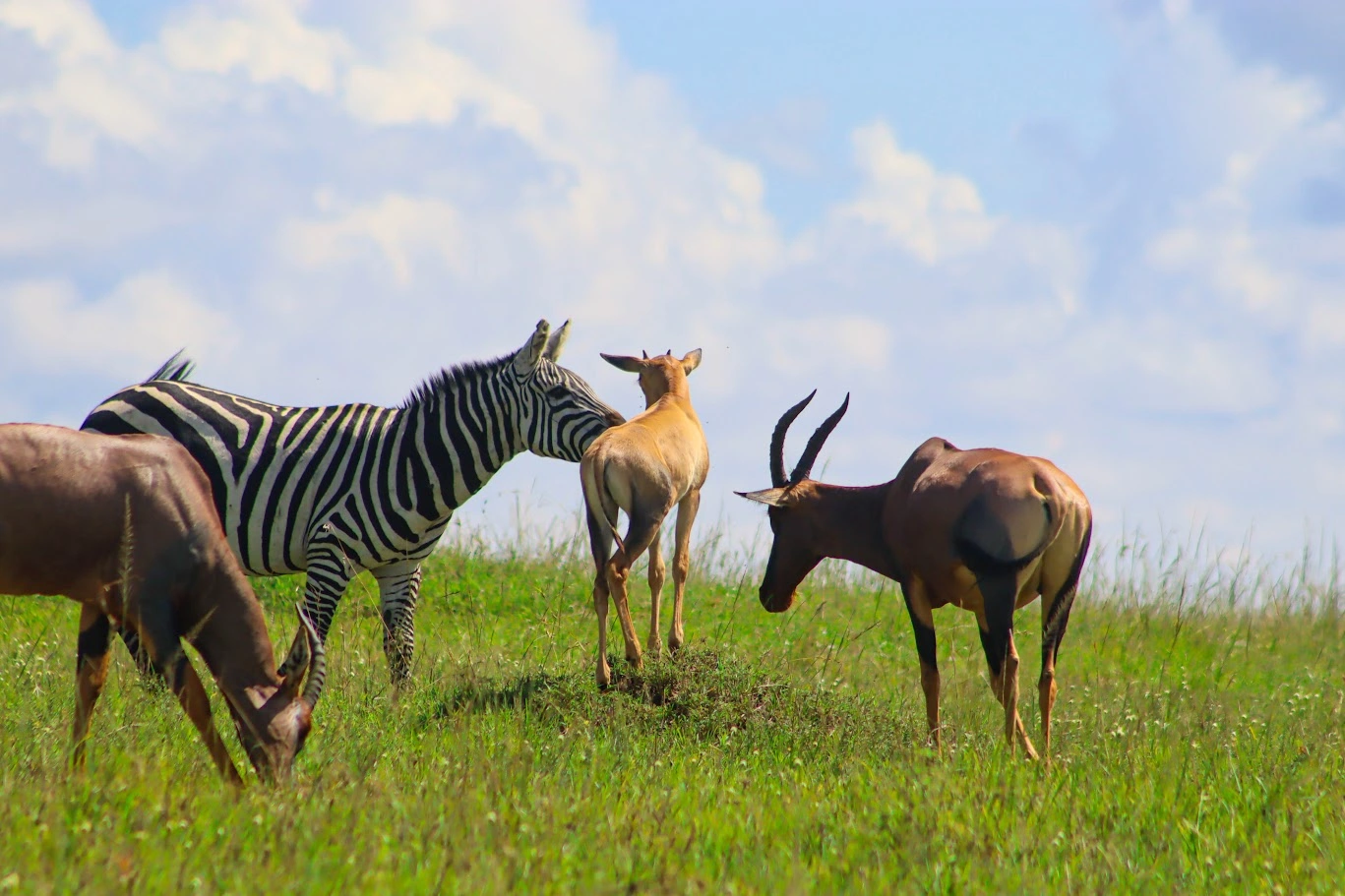 3 Day Masai Mara Group Joining Safari