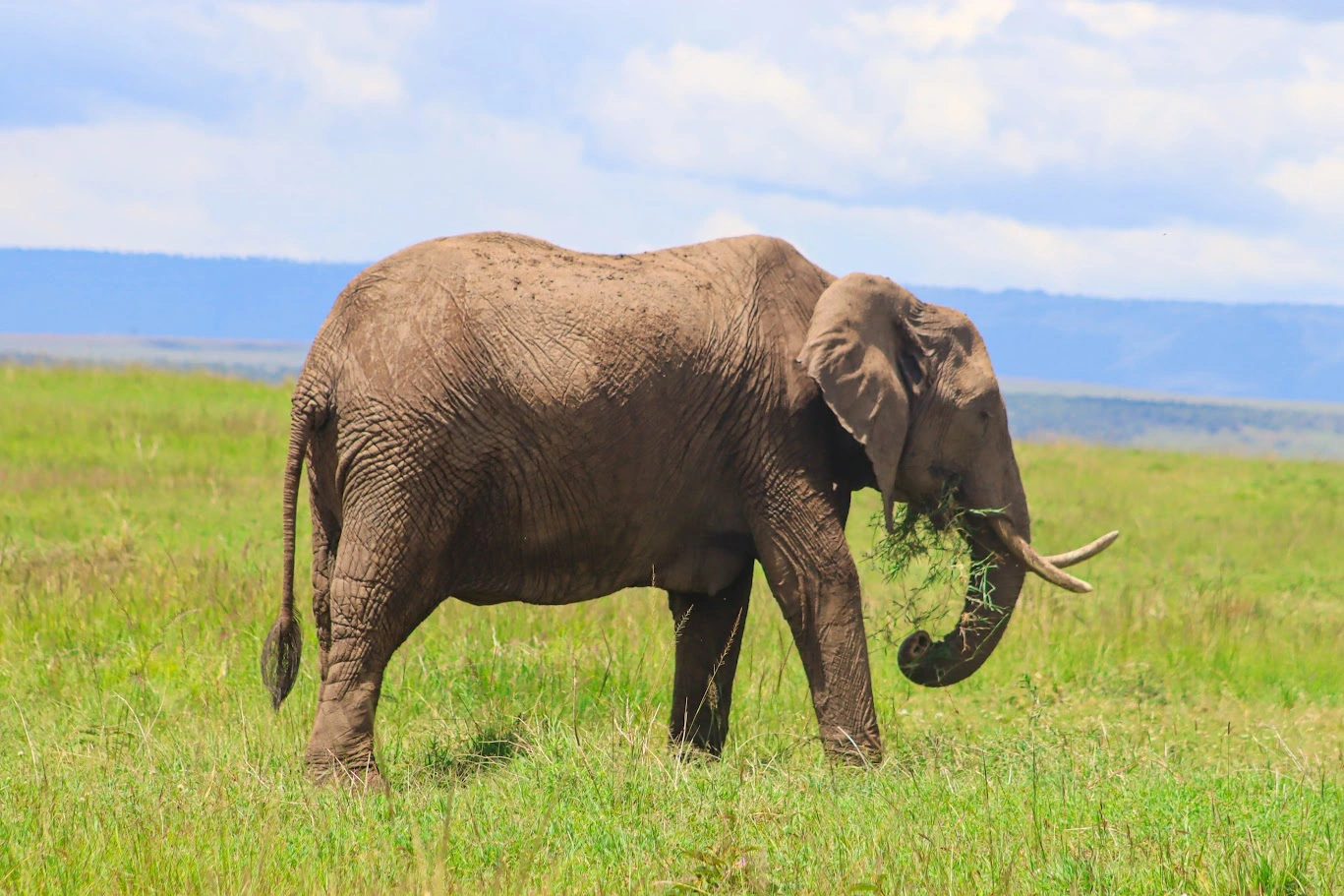 3 Day Masai Mara Big Five Wildlife Safari in Kenya