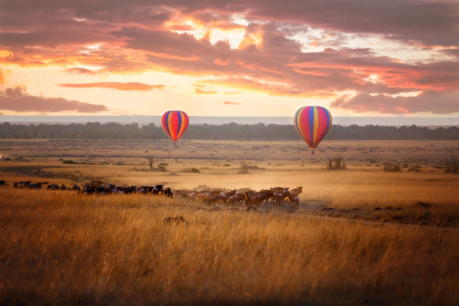 3 Day Masai Mara Balloon and Wildlife Photography Safari
