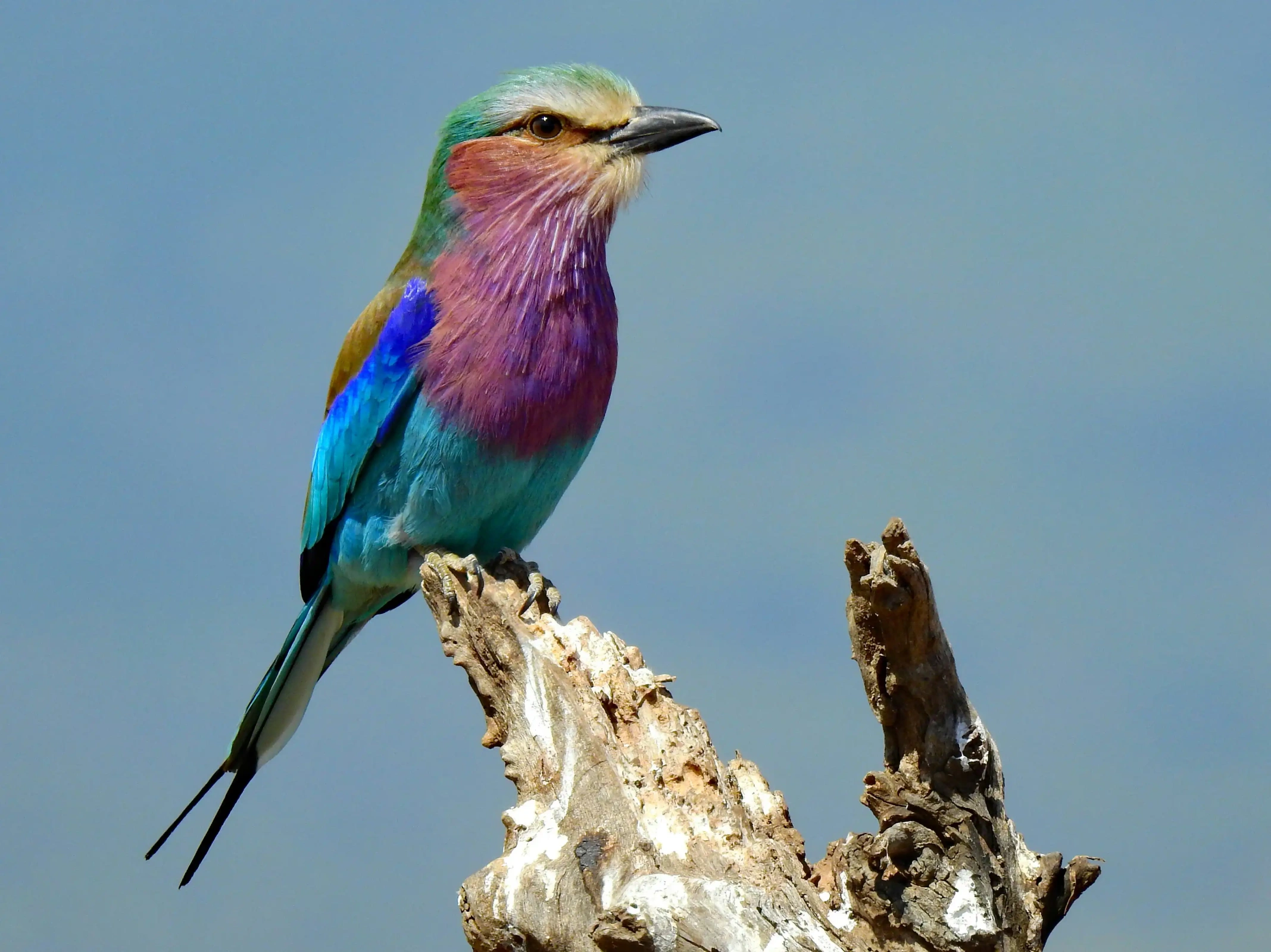 11 Days 10 Nights Kenya Birding Safari