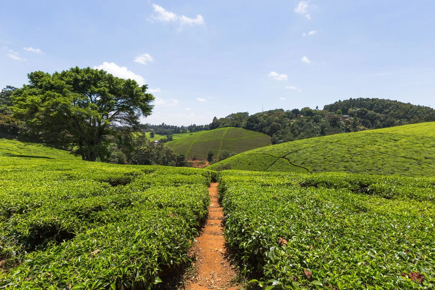 Kiambethu Tea Farm Tour