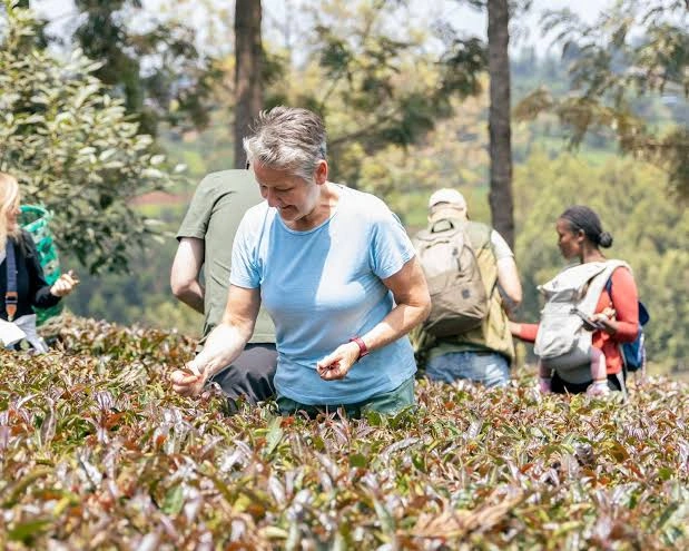 Purple Tea Farm Tour