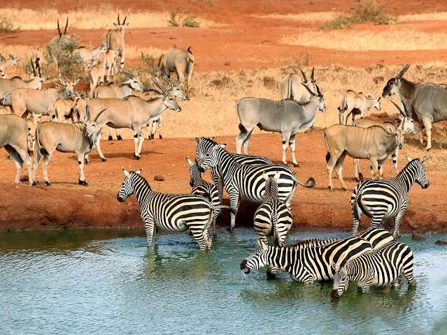 2 day Tsavo West National Park Safari from Nairobi
