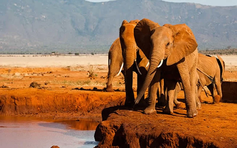2-Day Tsavo East Safari from Mombasa