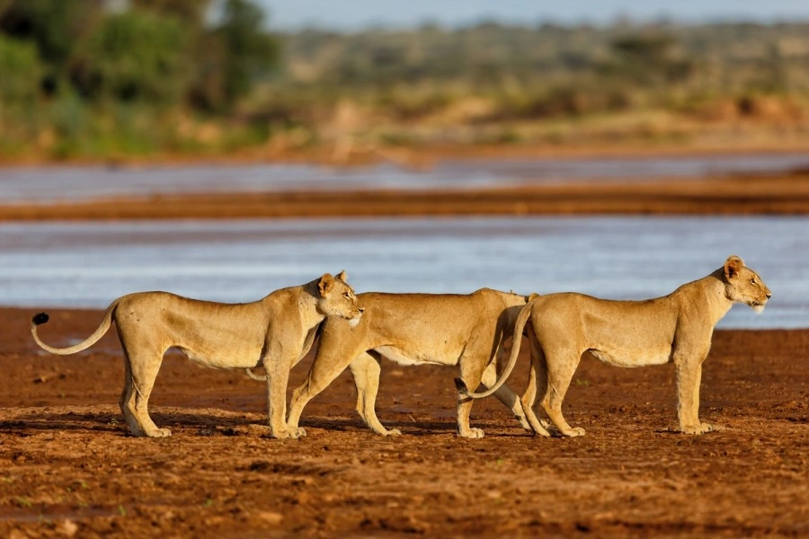 2-Day Samburu National Reserve Safari