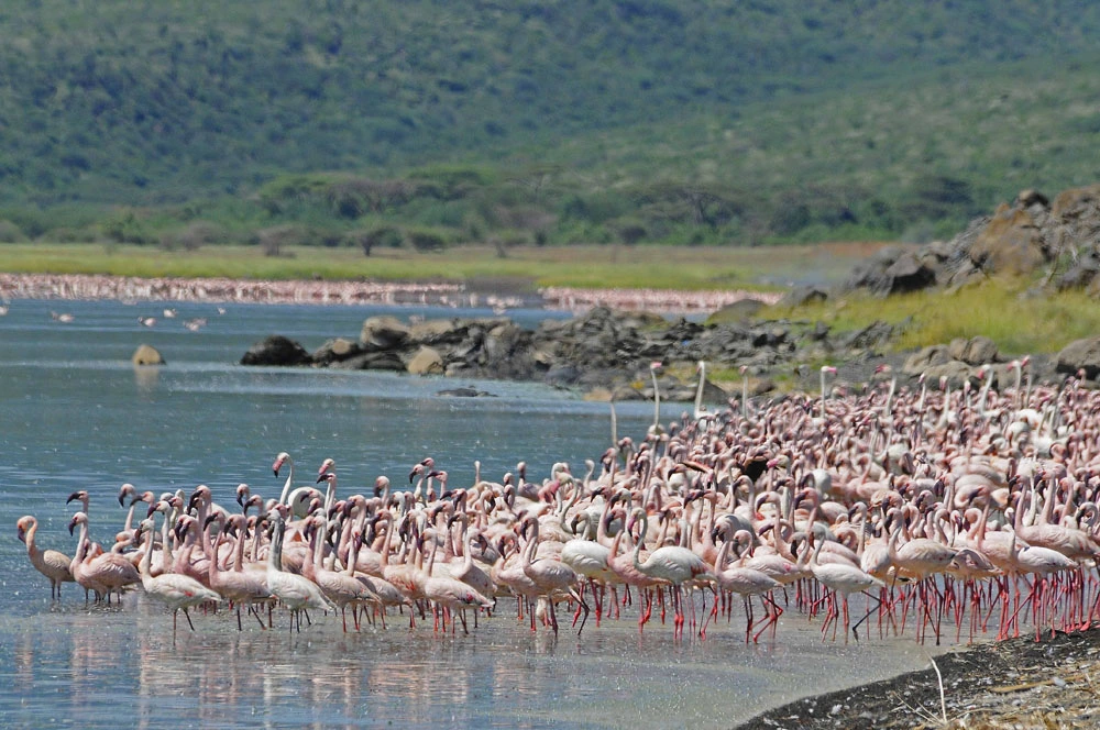 2 day Lake Nakuru and Lake Naivasha Safari
