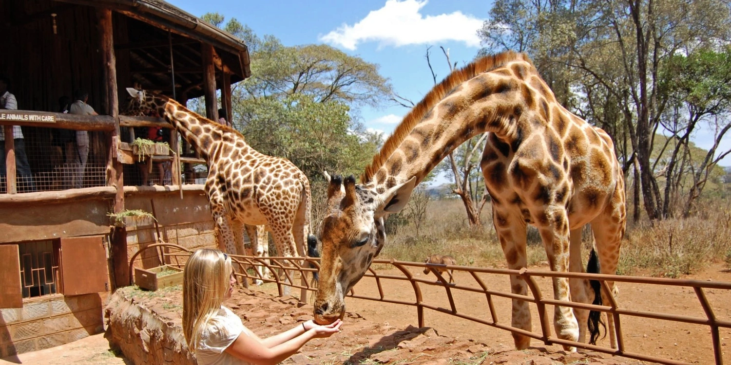 giraffe-center-nairobi-kenyaolengugih