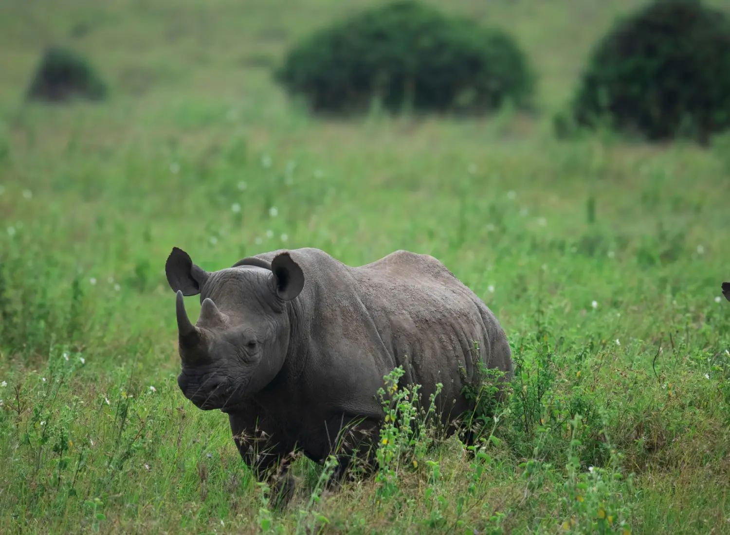 Black Rhino Spotted at Nairobi National Park