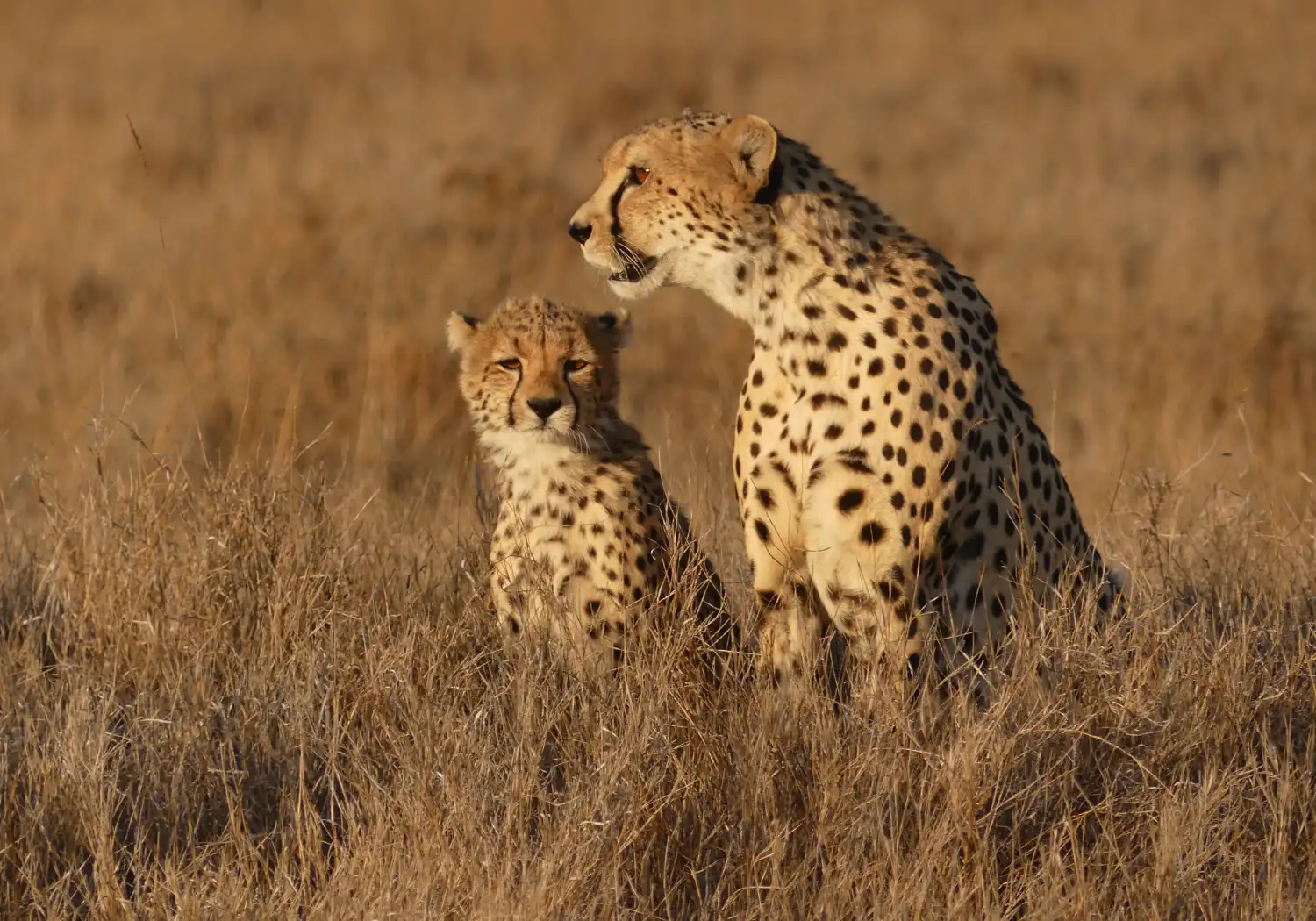 Nairobi National Park Safari Experience (5)