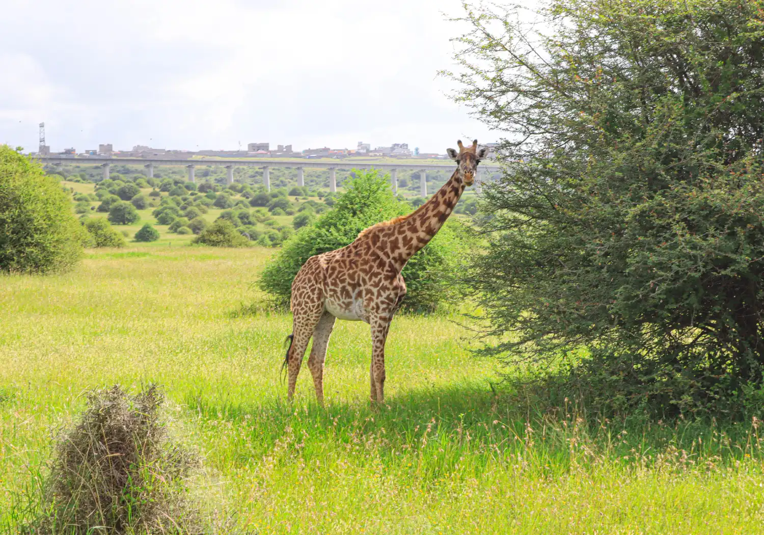 Nairobi National Park Safari Experience (2)