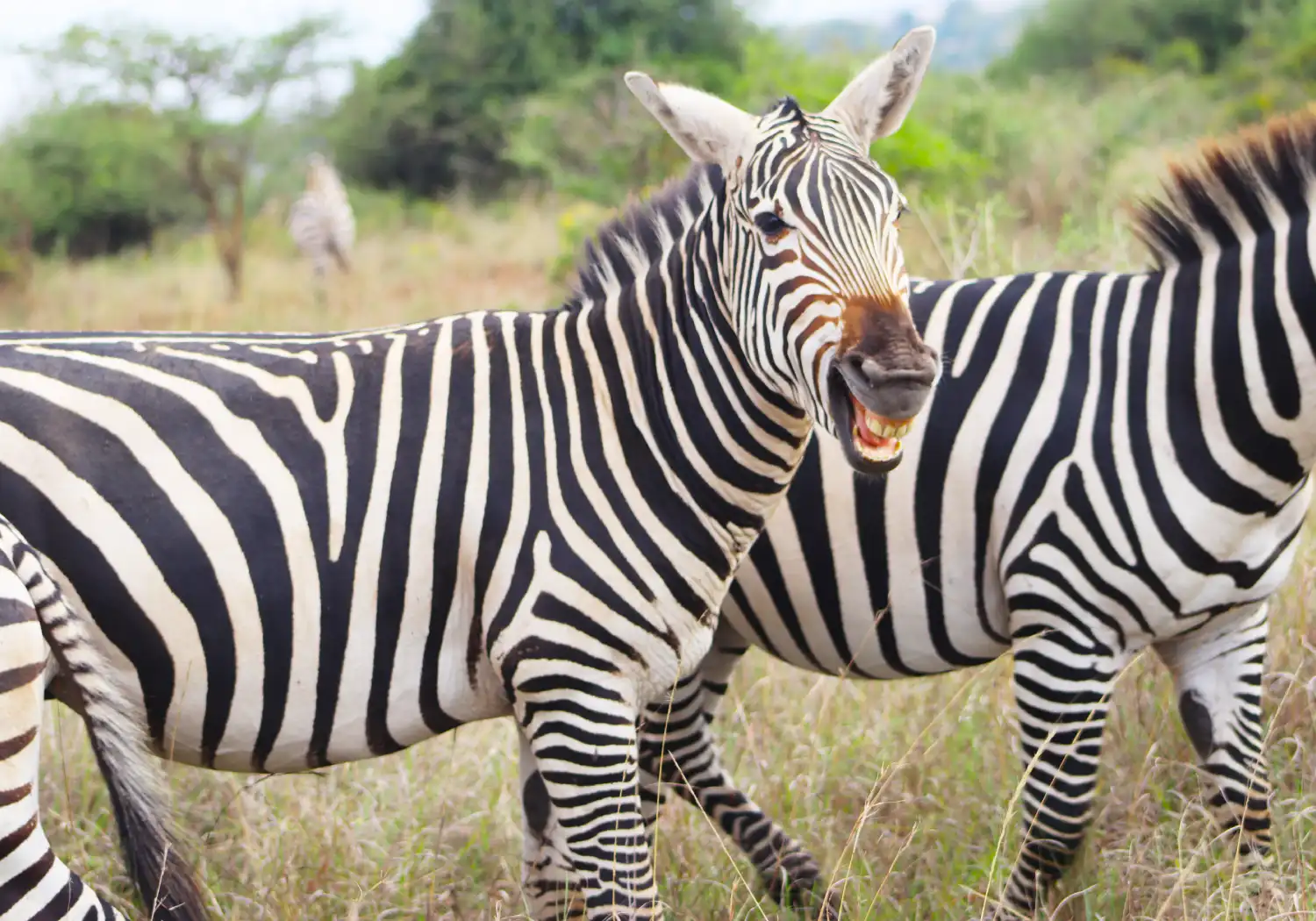 Nairobi National Park Safari Experience (4)