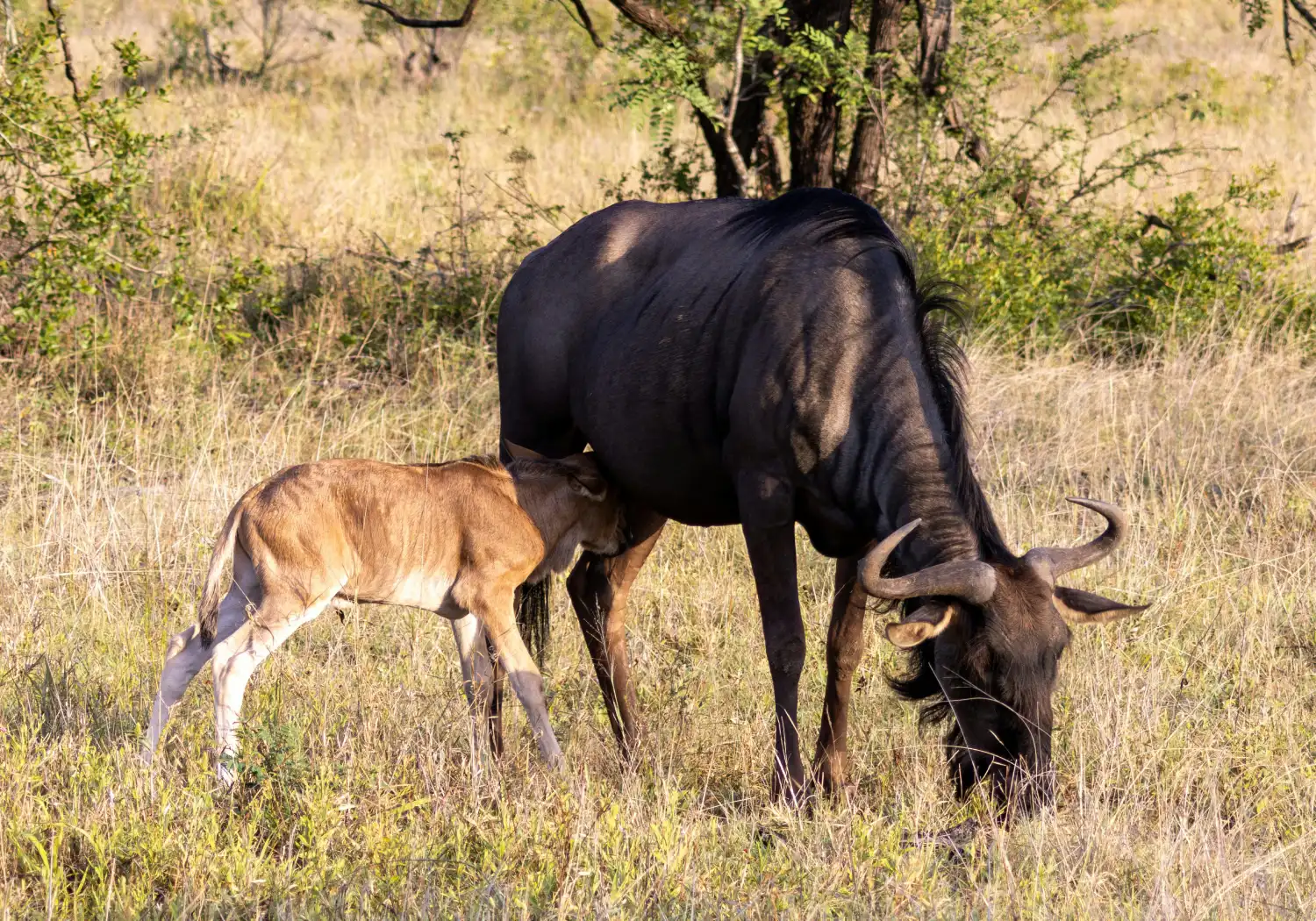 Calving Season In Kenya (1)