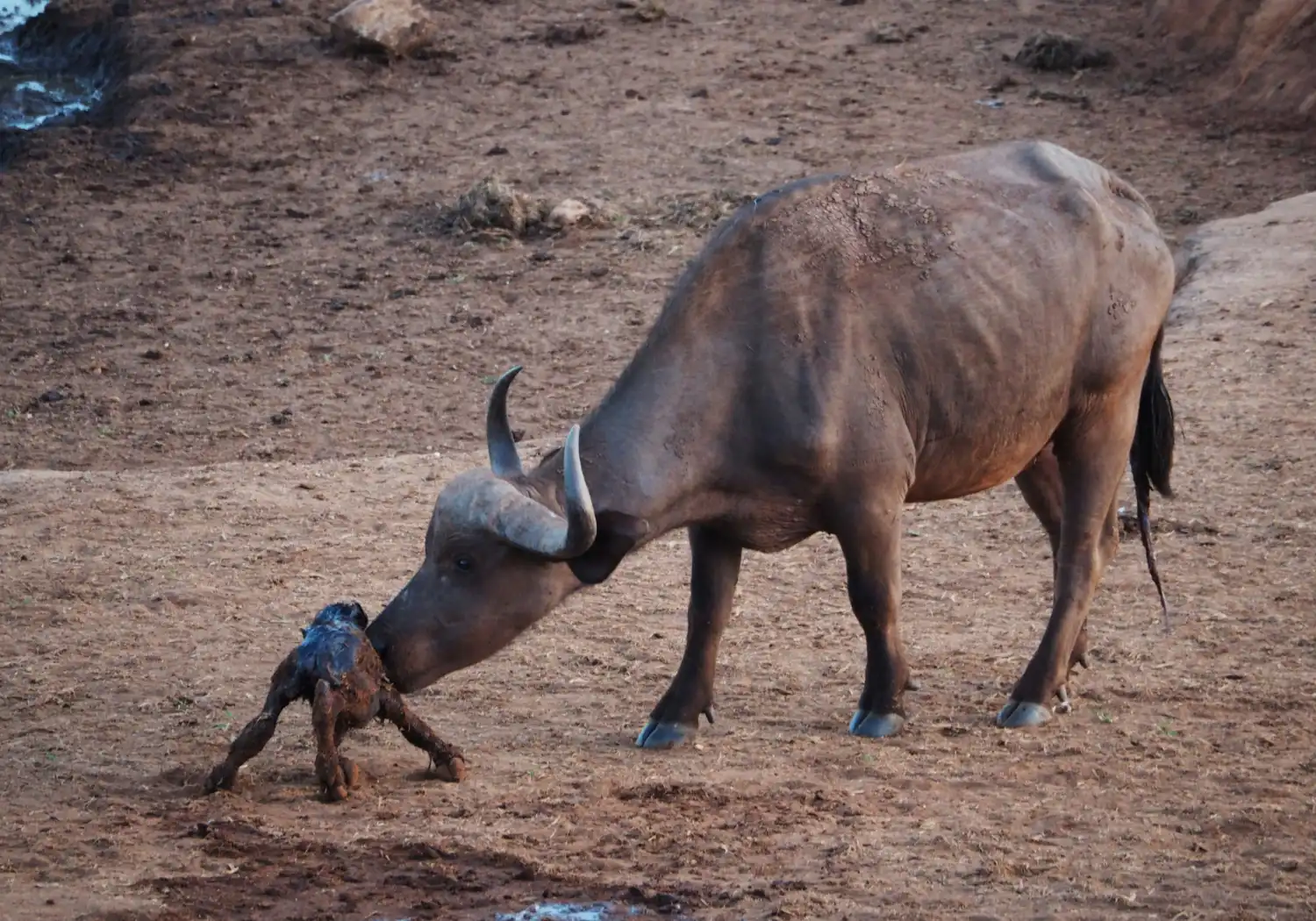 Calving Season In Kenya (2)