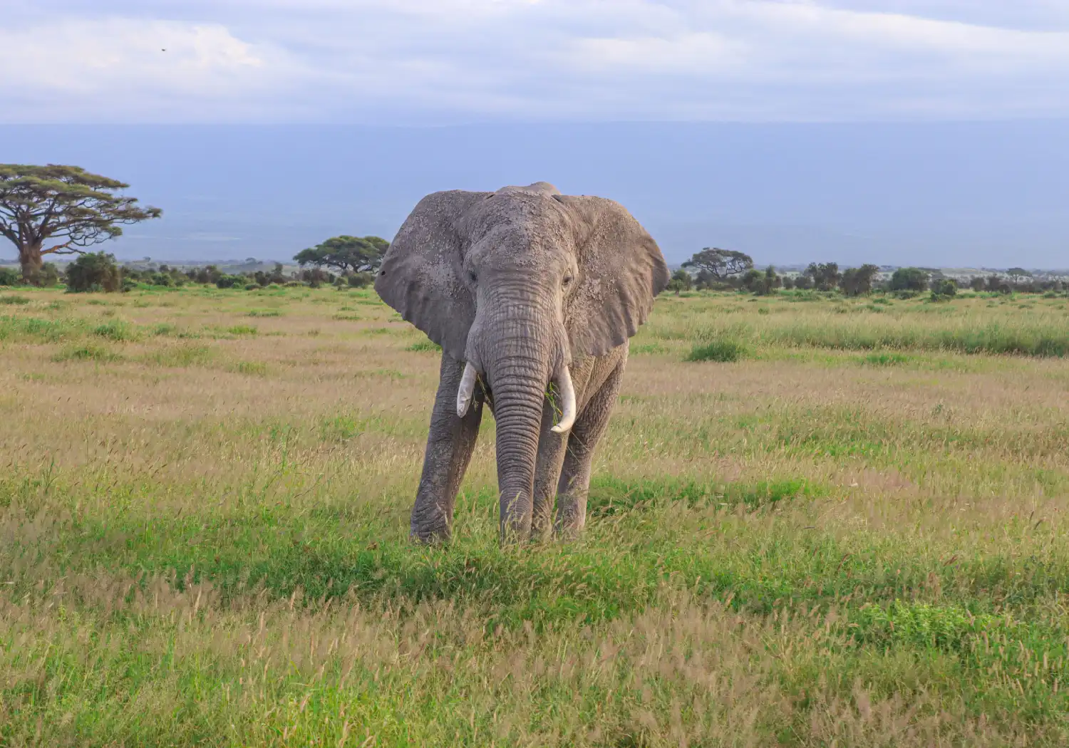 Big Five Safari in Kenya Animals (1)